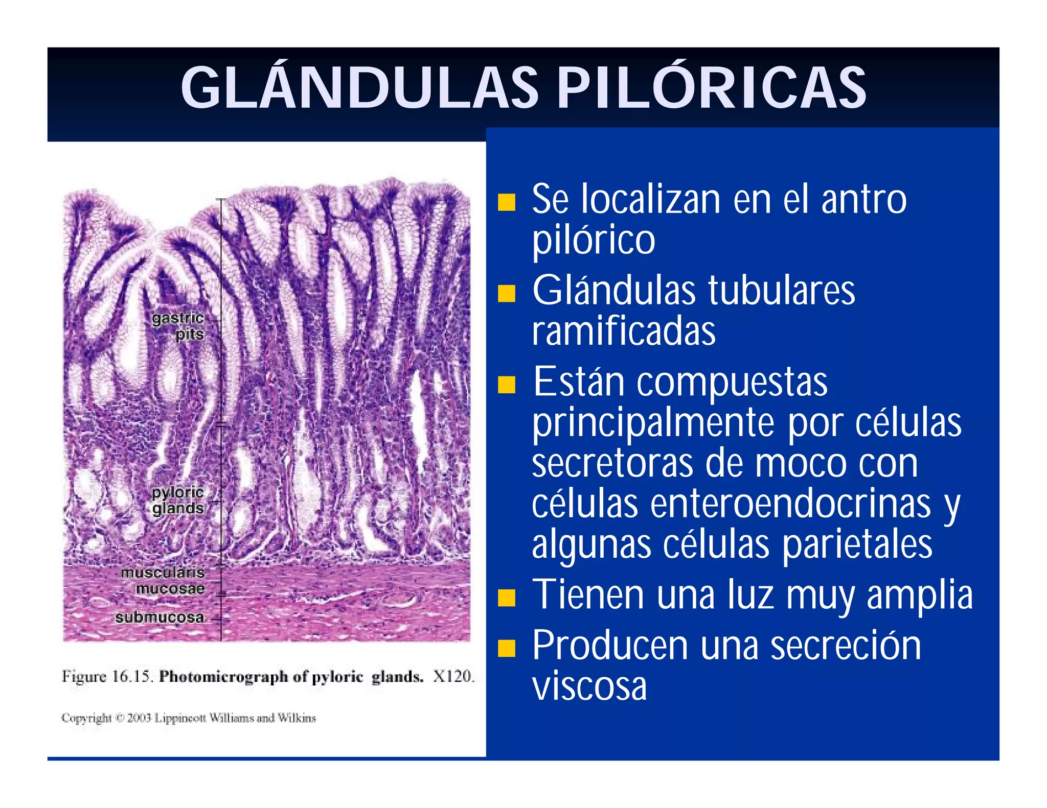 GLÁNDULAS PILÓRICAS







Se localizan en el antro
pilórico
Glándulas tubulares
ramificadas
Están compuestas
principalmente por células
secretoras de moco con
células enteroendocrinas y
algunas células parietales
Tienen una luz muy amplia
Producen una secreción
viscosa

 