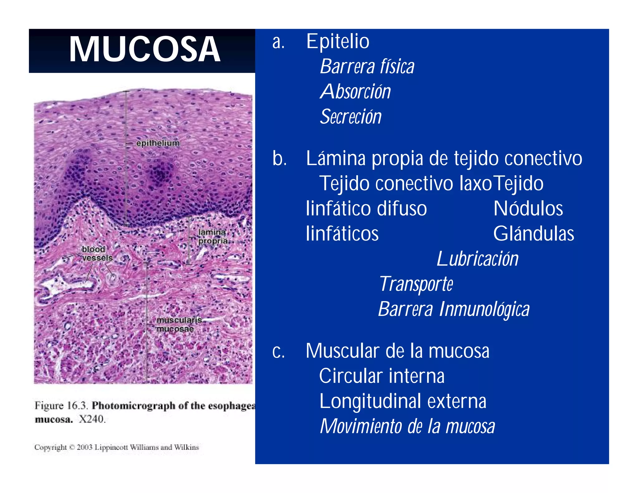 MUCOSA

a. Epitelio
Barrera física
Absorción
Secreción
b. Lámina propia de tejido conectivo
Tejido conectivo laxoTejido
linfático difuso
Nódulos
linfáticos
Glándulas
Lubricación
Transporte
Barrera Inmunológica
c. Muscular de la mucosa
Circular interna
Longitudinal externa
Movimiento de la mucosa

 