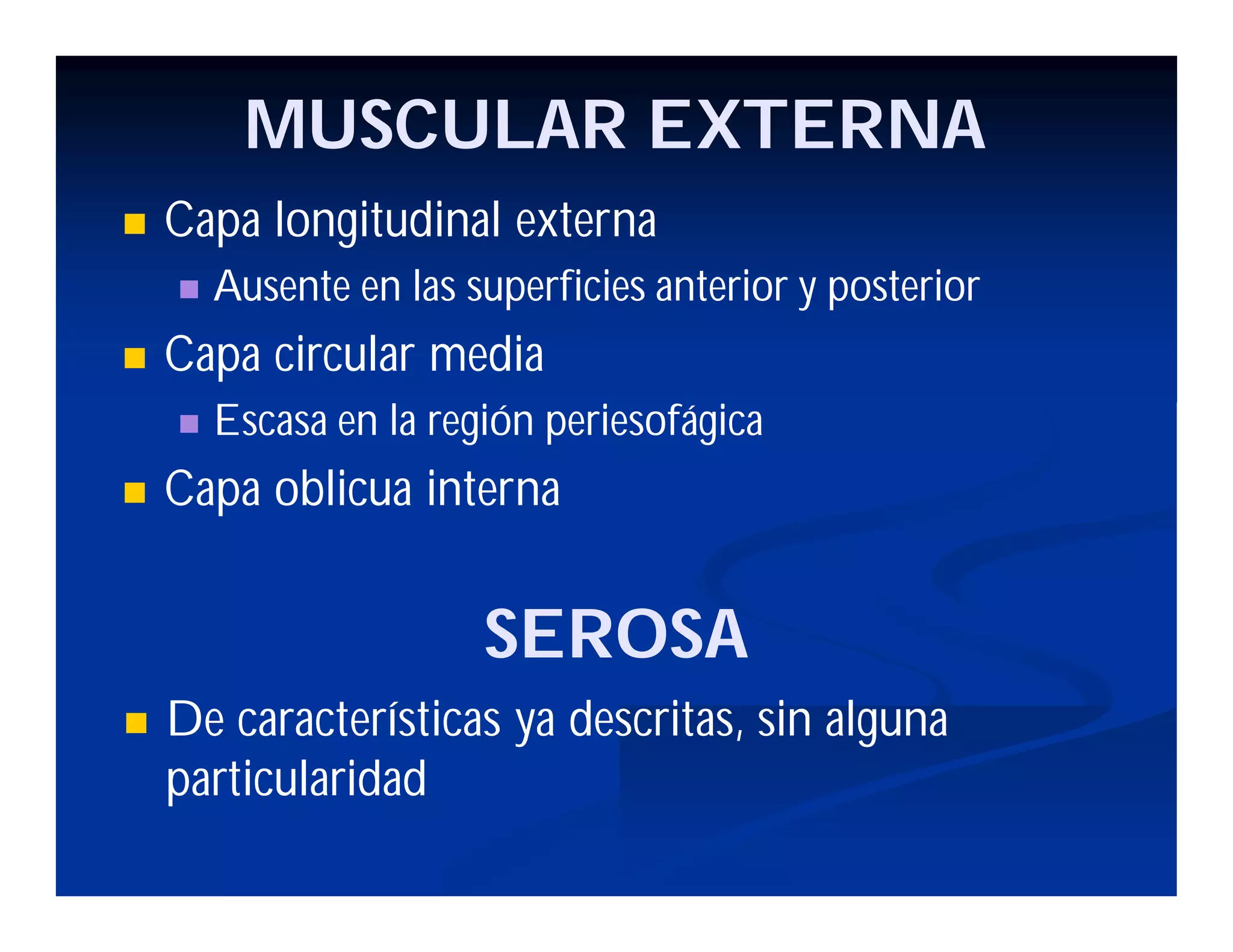 MUSCULAR EXTERNA


Capa longitudinal externa




Capa circular media




Ausente en las superficies anterior y posterior
Escasa en la región periesofágica

Capa oblicua interna

SEROSA


De características ya descritas, sin alguna
particularidad

 