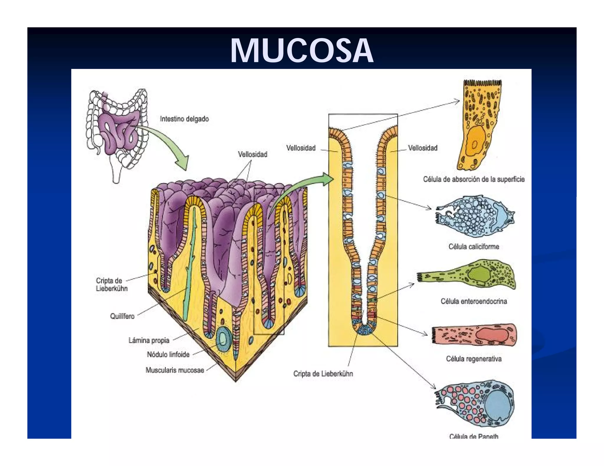 MUCOSA

 