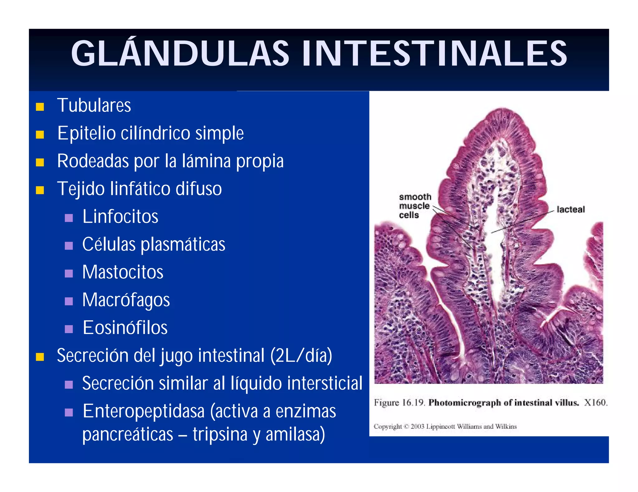 GLÁNDULAS INTESTINALES







Tubulares
Epitelio cilíndrico simple
Rodeadas por la lámina propia
Tejido linfático difuso
 Linfocitos
 Células plasmáticas
 Mastocitos
 Macrófagos
 Eosinófilos
Secreción del jugo intestinal (2L/día)
 Secreción similar al líquido intersticial
 Enteropeptidasa (activa a enzimas
pancreáticas – tripsina y amilasa)

 