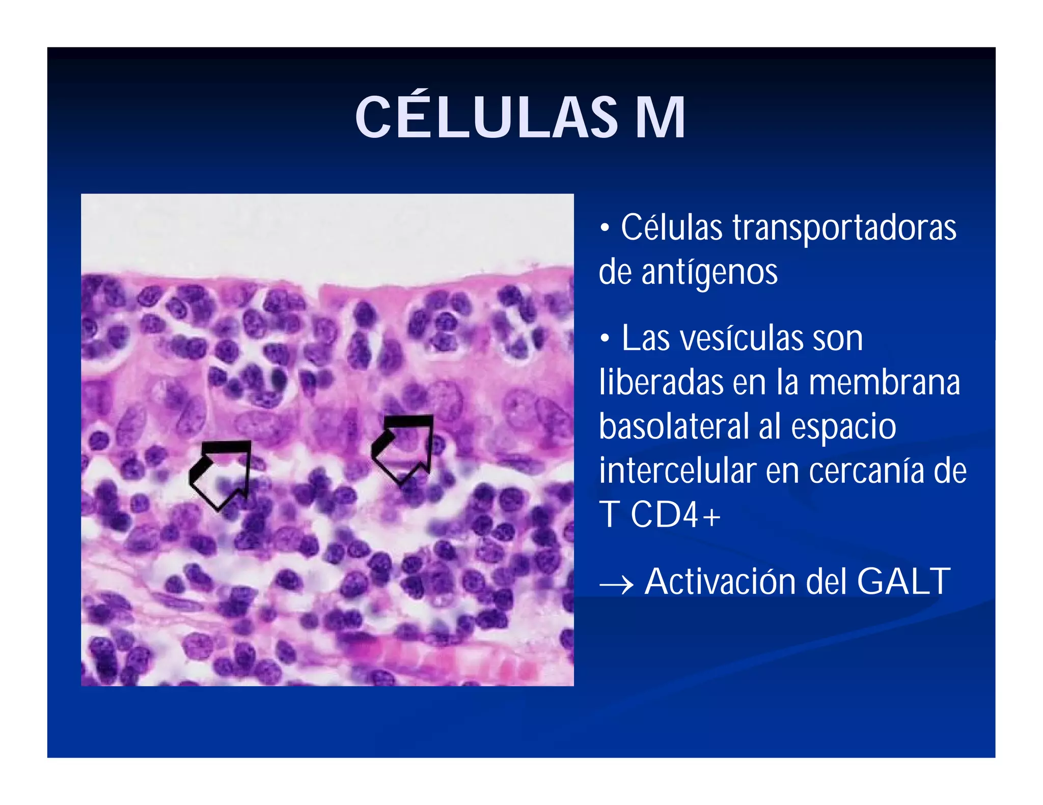 CÉLULAS M
• Células transportadoras
de antígenos
• Las vesículas son
liberadas en la membrana
basolateral al espacio
intercelular en cercanía de
T CD4+
 Activación del GALT

 