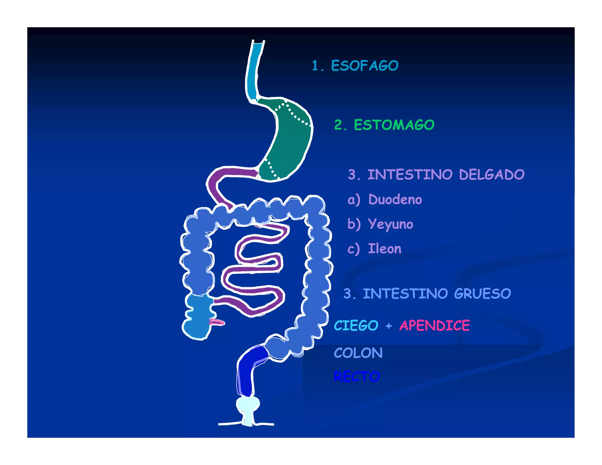 1. ESOFAGO

2. ESTOMAGO

3. INTESTINO DELGADO
a) Duodeno
b) Yeyuno
c) Ileon
3. INTESTINO GRUESO
CIEGO + APENDICE
COLON
RECTO

 