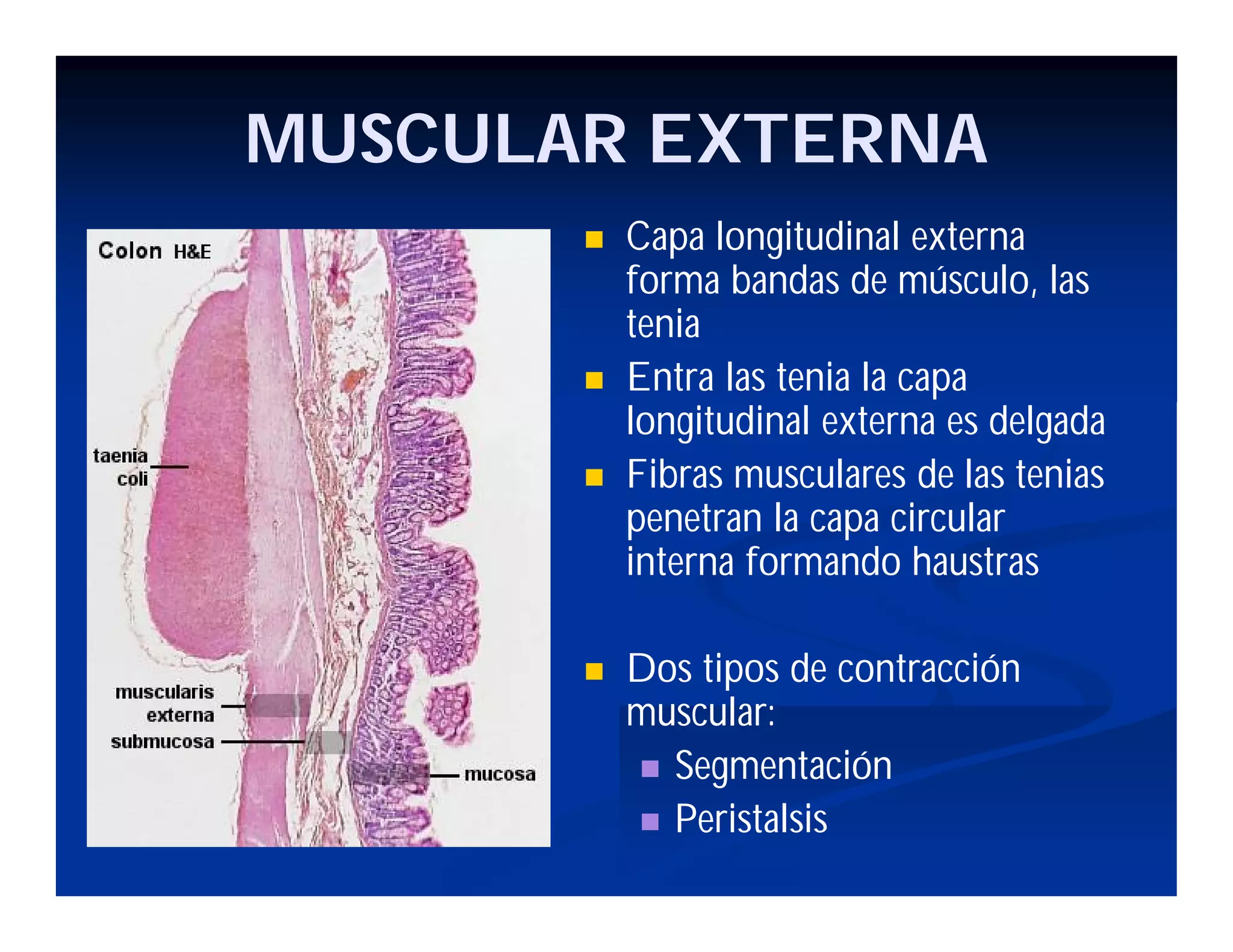 MUSCULAR EXTERNA







Capa longitudinal externa
forma bandas de músculo, las
tenia
Entra las tenia la capa
longitudinal externa es delgada
Fibras musculares de las tenias
penetran la capa circular
interna formando haustras
Dos tipos de contracción
muscular:
 Segmentación
 Peristalsis

 
