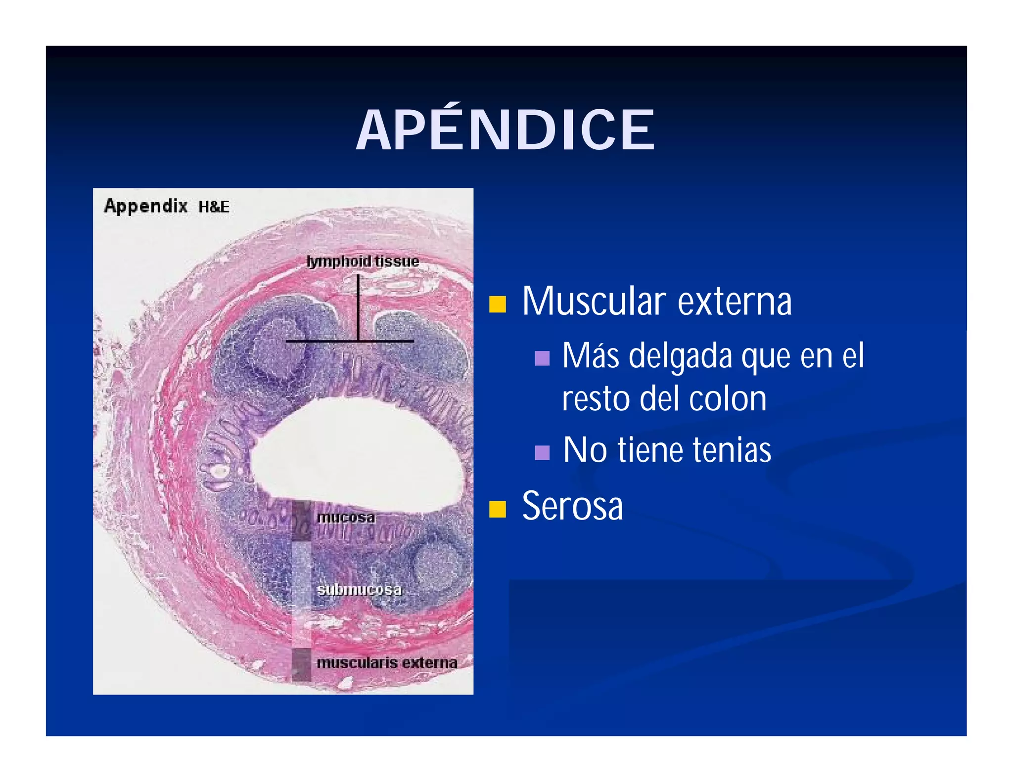 APÉNDICE


Muscular externa
Más delgada que en el
resto del colon
 No tiene tenias




Serosa

 
