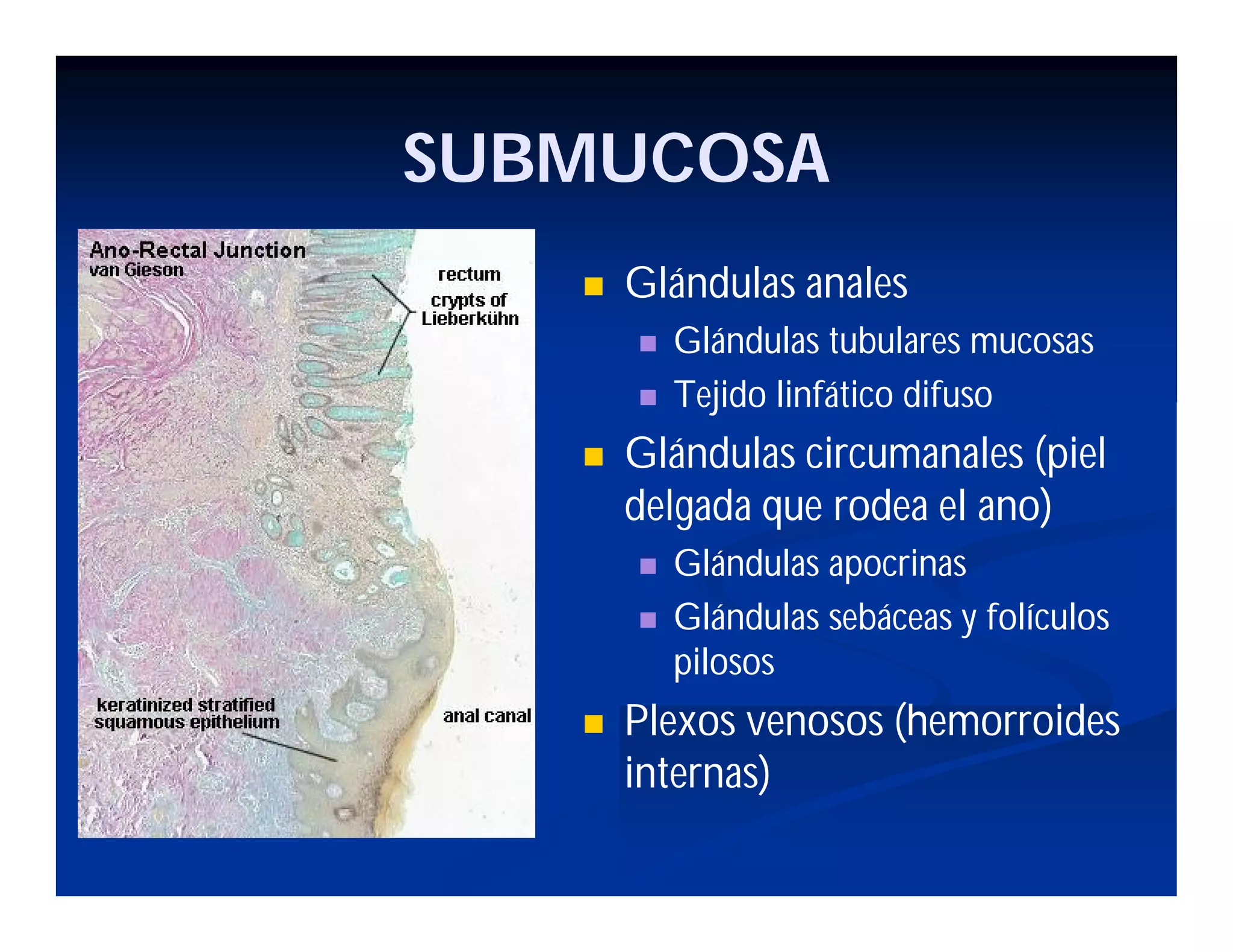 SUBMUCOSA


Glándulas anales





Glándulas circumanales (piel
delgada que rodea el ano)





Glándulas tubulares mucosas
Tejido linfático difuso

Glándulas apocrinas
Glándulas sebáceas y folículos
pilosos

Plexos venosos (hemorroides
internas)

 