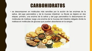 CARBOHIDRATOS
• se descomponen en moléculas más sencillas por la acción de las enzimas de la
saliva, del jugo pancreático y de la mucosa intestinal. La fécula se digiere en dos
etapas: primero, una enzima de la saliva y del jugo pancreático lo descompone en
moléculas de maltosa; luego una enzima de la mucosa del intestino delgado divide la
maltosa en moléculas de glucosa que pueden absorberse en la sangre.
 