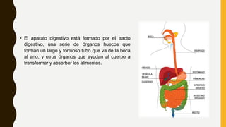 • El aparato digestivo está formado por el tracto
digestivo, una serie de órganos huecos que
forman un largo y tortuoso tubo que va de la boca
al ano, y otros órganos que ayudan al cuerpo a
transformar y absorber los alimentos.
 