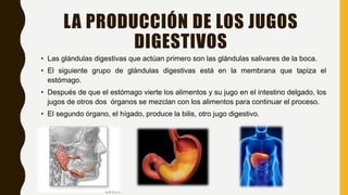LA PRODUCCIÓN DE LOS JUGOS
DIGESTIVOS
• Las glándulas digestivas que actúan primero son las glándulas salivares de la boca.
• El siguiente grupo de glándulas digestivas está en la membrana que tapiza el
estómago.
• Después de que el estómago vierte los alimentos y su jugo en el intestino delgado, los
jugos de otros dos órganos se mezclan con los alimentos para continuar el proceso.
• El segundo órgano, el hígado, produce la bilis, otro jugo digestivo.
 