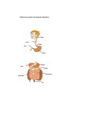 Aparato digestivo2