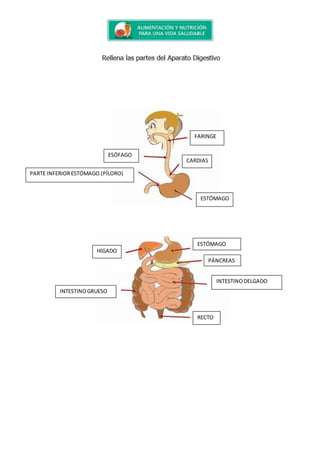 FARINGE
ESÓFAGO
CARDIAS
PARTE INFERIORESTÓMAGO (PÍLORO)
ESTÓMAGO
ESTÓMAGO
HÍGADO
PÁNCREAS
INTESTINODELGADO
INTESTINOGRUESO
RECTO
 