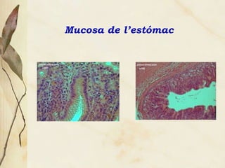 Mucosa de l’est ó mac 