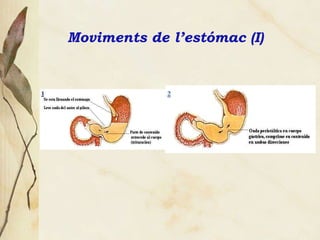 Moviments de l’estómac (I) 