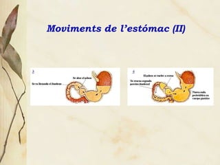 Moviments de l’estómac (II) 