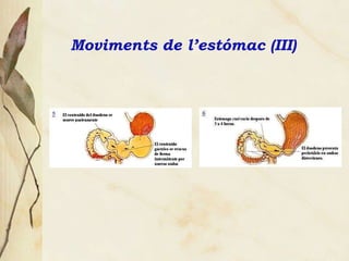 Moviments de l’estómac (III) 
