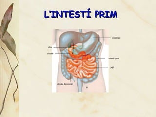 L’INTEST Í PRIM pílor duodé intestí gros estómac jejú vàlvula ileocecal ili 
