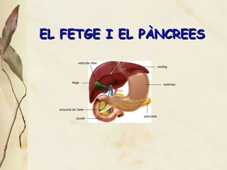 EL FETGE I EL P ÀNCREES vesícula biliar fetge ampul·la de Vater duodé pàncrees estómac esòfag 