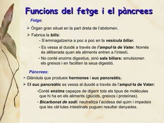 Funci ons del fetge i el pàncrees No conté enzims digestius, sinó  sals biliars:  emulsionen els greixos i en faciliten la seua digesti ó . Bicarbonat de sodi :  neutralitza l’acidesa del quim i impedeix que les cèl·lules intestinals puguen resultar danyades. Fetge : Ò rgan gran situat en la part dreta de l’abdomen. Fabrica la  bilis : - S’emmagatzema a poc a poc en la  vesícula biliar . Es vessa al duodé a través de  l’ampul·la de Vater.  Només  és alliberada quan els aliments entren a l’intestí . . P àncrees : Glàndula que produeix  hormones  i  suc pancreàtic. E l suc pancre àtic  es vessa al duodé a través de l’ ampul·la de Vater: Cont é   enzims  capaços de digerir tots els tipus de molècules que hi ha en els aliments (glúcids, greixos i proteïnes). 