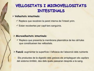 VELLOSITATS I MICROVELLOSITATS INTESTINALS Els productes de la digestió dels greixos els arrepleguen els  capilars del  sistema limfàtic , des dels quals passaran després a la sang. Vellositats intestinals : Replecs que recobren la paret interna de l’intest í prim. Estan recobertes per capil·lars sanguinis. Microvellositats intestinals : Funci ó : augmentar  la superfície i l’eficàcia de l’absorció dels nutrients Replecs que presenta la membrana plasmàtica de les cèl·lules  que constitueixen les vellositats. 