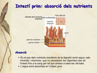 Intest í prim: absorció dels nutrients cèl·lules de la mucosa intestinal llum del tub Absorci ó : És el pas dels nutrients  resultants de la digestió (amb aigua, sals  minerals i vitamines, que no necessiten ser digerides) des de  l’intestí fins a la sang per tal que arriben a totes les cèl·lules. L’aigua ser à absorbida en l’intestí gros. microvellositats capil·lars  sanguinis nervi capil·lar limf àtic gl àndula intestinal 