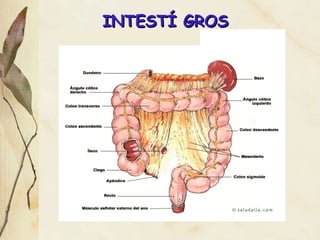 INTEST Í GROS 