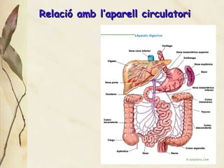 Relaci ó amb l’aparell circulatori 
