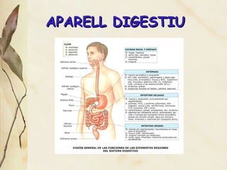 APARELL DIGESTIU 