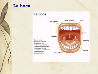 La boca 