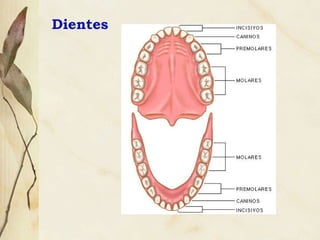 Dientes 