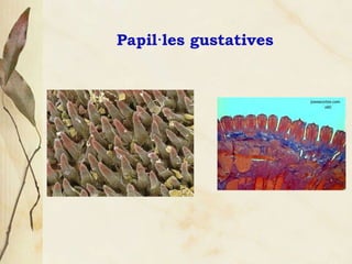 Papil·les gustatives 