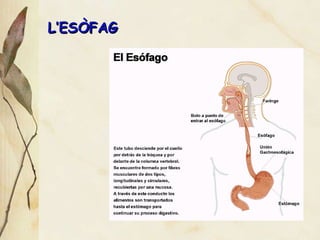 L’ES ÒFAG 
