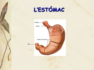 L’EST ÓMAC esòfag càrdia capes musculars pílor 