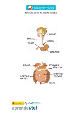 FARINGE
ESÓFAGO
CARDIAS
PÍLORO
ESTÓMAGO
HÍGADO. ESTÓMAGO
PÁNCREAS
INTESTINO
INTESTINO DELGADO
GRUESO
RECTO
 