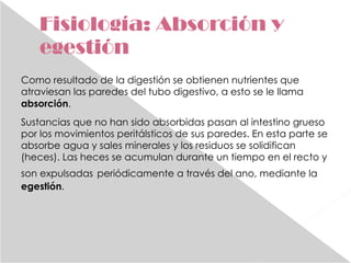 Fisiología: Absorción y egestión Como resultado de la digestión se obtienen nutrientes que atraviesan las paredes del tubo digestivo, a esto se le llama  absorción .  