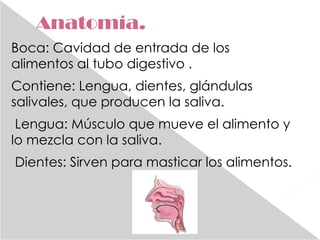 Anatomía. Boca: Cavidad de entrada de los alimentos al tubo digestivo . Contiene: Lengua, dientes, glándulas salivales, que producen la saliva. Lengua: Músculo que mueve el alimento y lo mezcla con la saliva. Dientes: Sirven para masticar los alimentos. 