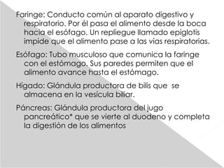 Faringe: Conducto común al aparato digestivo y respiratorio. Por él pasa el alimento desde la boca hacia el esófago. Un repliegue llamado epiglotis impide que el alimento pase a las vías respiratorias. Esófago: Tubo musculoso que comunica la faringe con el estómago. Sus paredes permiten que el alimento avance hasta el estómago. Hígado: Glándula productora de bilis que  se almacena en la vesícula biliar.  Páncreas: Glándula productora del jugo pancreático* que se vierte al duodeno y completa la digestión de los alimentos 