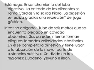 Estómago: Ensanchamiento del tubo digestivo. La entrada de los alimentos se llama Cardias y la salida Píloro. La digestión se realiza gracias a la secreción* del jugo gástrico. Intestino delgado:  Tubo de seis metros que se encuentra plegado en cavidad abdominal. Sus paredes internas forman pliegues llamadas vellosidades intestinales. En él se completa la digestión y tiene lugar a la absorción de la mayor parte de sustancias nutritivas. Se divide en tres regiones: Duodeno, yeyuno e íleon. 