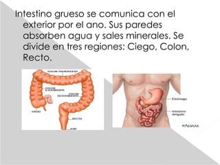 Intestino grueso se comunica con el exterior por el ano. Sus paredes absorben agua y sales minerales. Se divide en tres regiones: Ciego, Colon, Recto. 
