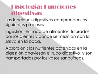 Fisiología: Funciones digestivas Las funciones digestivas comprenden los siguientes procesos Ingestión: Entrada de alimentos, triturados por los dientes y donde se mezclan con la saliva en la boca. Absorción : los nutrientes obtenidos en la digestión atraviesan el tubo digestivo  y son transportados por los vasos sanguíneos.  