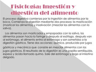 Fisiología: Ingestión y digestión del alimento El proceso digestivo comienza por la ingestión de alimentos por la boca. Comienza la digestión mediante dos procesos: la masticación (masticar los alimentos) y insalivación (mezclar los alimentos con la saliva). Los alimentos son masticados y empapados con la saliva, los alimentos pasan hacia la faringe y después al esófago, después van al estómago, el alimento entra al estómago y son sometidos a la digestión gástrica. Tiene dos acciones: química, producida por jugos gástricos y mecánica que   consiste en mezclar alimentos con los jugos gástricos. El resultado de la digestión es una papilla semilíquida, espesa y ácida llamada quimo. Sale del estómago y llega al intestino delgado. 