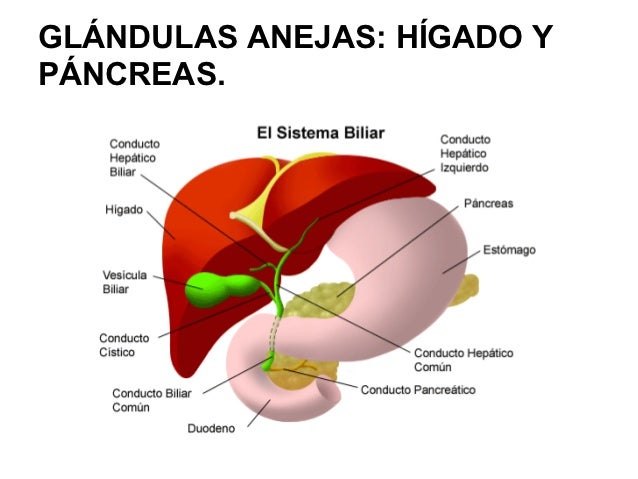 Resultado de imagen de foto de las glandulas anejas