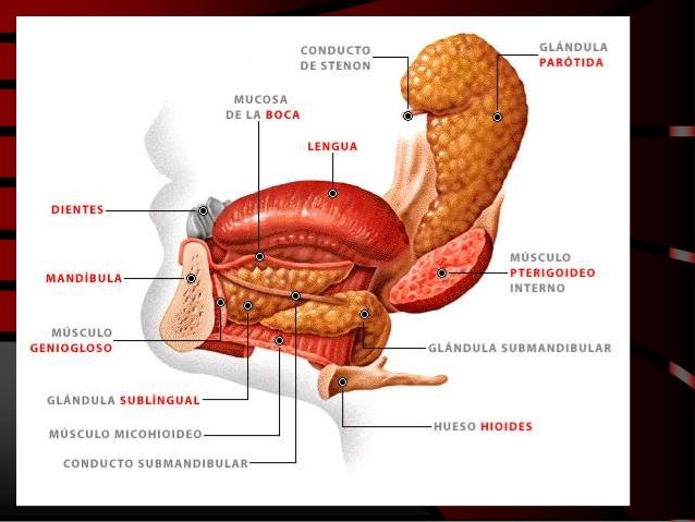 Aparato digestivo 5 Aparato digestivo 5