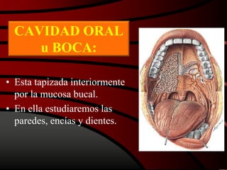 CAVIDAD ORAL
u BOCA:
• Esta tapizada interiormente
por la mucosa bucal.
• En ella estudiaremos las
paredes, encías y dientes.
 