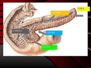 CUERPO
UNCUS
COLA
CABEZA
CISURA
 