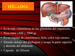 HÍGADO:
• Es la más voluminosa de las glándulas del organismo.
• Pesa entre 1500 y 2000 gr.
• Es un órgano de consistencia dura, color rojo oscuro.
• Situado debajo del diafragma y ocupa la parte superior
y derecha del abdomen.
• Capsula de Glisson
 