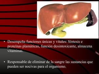 • Desempeña funciones únicas y vitales: Síntesis e
proteínas plamáticas, función desintoxicante, almacena
vitaminas.
• Responsable de eliminar de la sangre las sustancias que
pueden ser nocivas para el organismo.
 