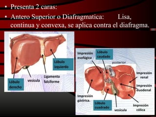 • Presenta 2 caras:
• Antero Superior o Diafragmatica: Lisa,
continua y convexa, se aplica contra el diafragma.
 