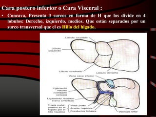 Cara postero inferior o Cara Visceral :
• Concava, Presenta 3 surcos en forma de H que los divide en 4
lobulos: Derecho, izquierdo, medios. Que están separados por un
surco transversal que el es Hilio del higado.
 