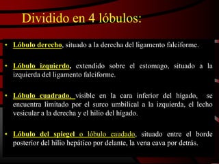 Dividido en 4 lóbulos:
• Lóbulo derecho, situado a la derecha del ligamento falciforme.
• Lóbulo izquierdo, extendido sobre el estomago, situado a la
izquierda del ligamento falciforme.
• Lóbulo cuadrado, visible en la cara inferior del hígado, se
encuentra limitado por el surco umbilical a la izquierda, el lecho
vesicular a la derecha y el hilio del hígado.
• Lóbulo del spiegel o lóbulo caudado, situado entre el borde
posterior del hilio hepático por delante, la vena cava por detrás.
 