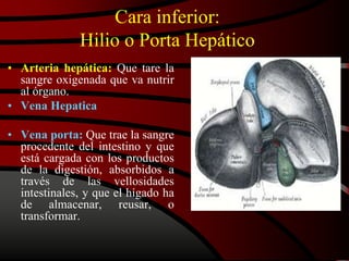 Cara inferior:
Hilio o Porta Hepático
• Arteria hepática: Que tare la
sangre oxigenada que va nutrir
al órgano.
• Vena Hepatica
• Vena porta: Que trae la sangre
procedente del intestino y que
está cargada con los productos
de la digestión, absorbidos a
través de las vellosidades
intestinales, y que el hígado ha
de almacenar, reusar, o
transformar.
 